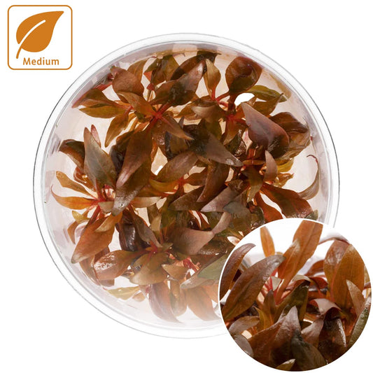 Alternanthera Reineckii 'Mini'