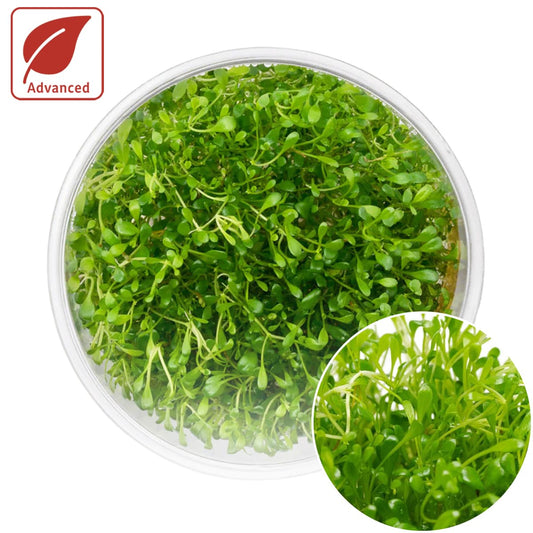 Glossostigma Elatinoides