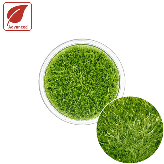 Utricularia Graminifolia